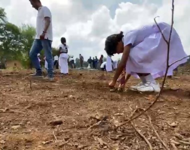 Biological Fence to prevent Elephant Crossings
